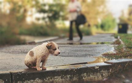 Lei para Salvar os animais- O.N.G. Anjos de Rua