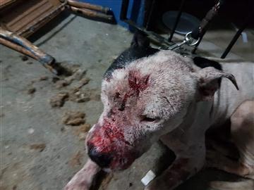 ABAIXO ASSINADO PARA MANTER PRESA AS 41 PESSOAS ENVOLVIDAS NA RINHA DE CÃES EM MAIRIPORÃ  - SP  E DO CRIADOR E TREINADOR DE PITBULLS DE CURITIBA E SÃO JOSÉ DOS PINHAIS QUE FORNECIAM OS CÃES