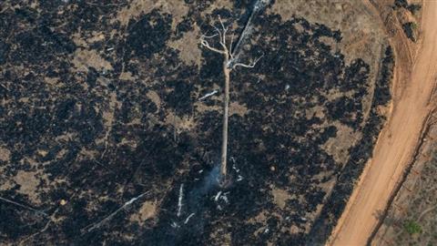 Uma cicatriz venenosa na Amazônia