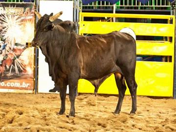 Semana do Peão de Boiadeiro entra para o calendário de eventos de Valinhos, Notícias