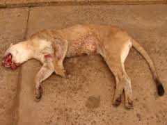 Aumento de pena para caça ilegal  a onca pintada''ameacada extinao