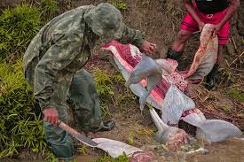 Contra o Massacre dos Botos  na Amazonia,Alerta vermelho.