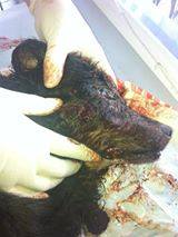 PENA SEVERA PARA O CRIME DE MAUS TRATOS QUE MATOU UM CÃO INDEFESO EM SANTANA DO LIVRAMENTO - RS CRIME DE MAUS TRATOS .