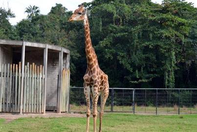 SOS RIO ZOO NOVA FASE HOJE!