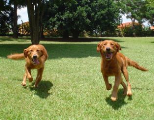 Área de Lazer Pet no Pet Center Marginal Santos