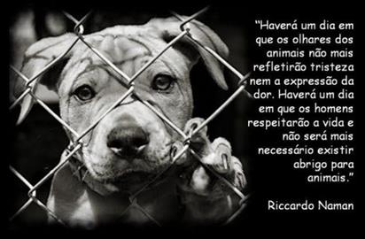 Contra eutanásia dos animais saudáveis ( Cães e gatos )